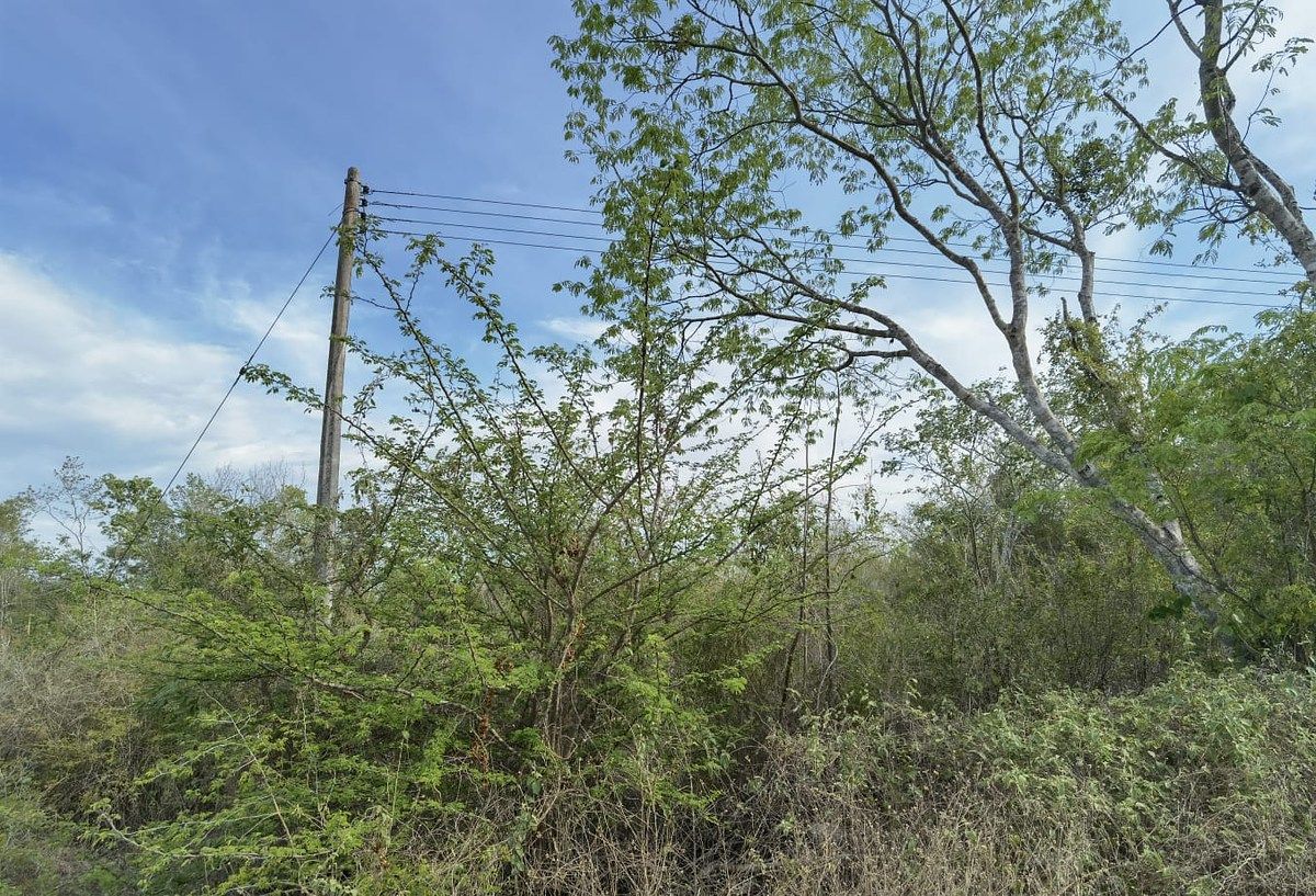 TERRENO EN VENTA TETIZ, 6 HECTAREAS - foto 2
