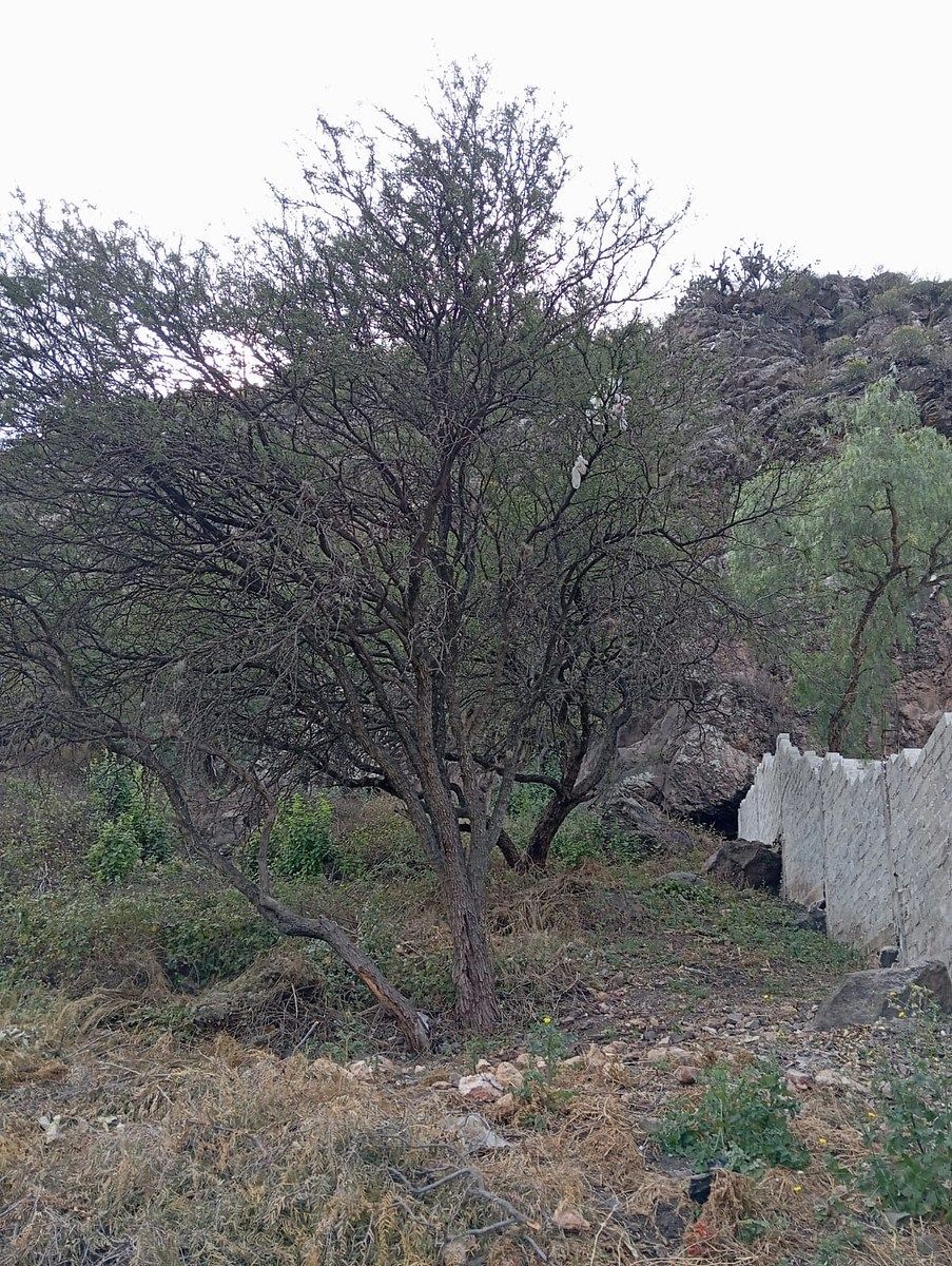 TERRENO EN VENTA EN LA CAÑADA - foto 5