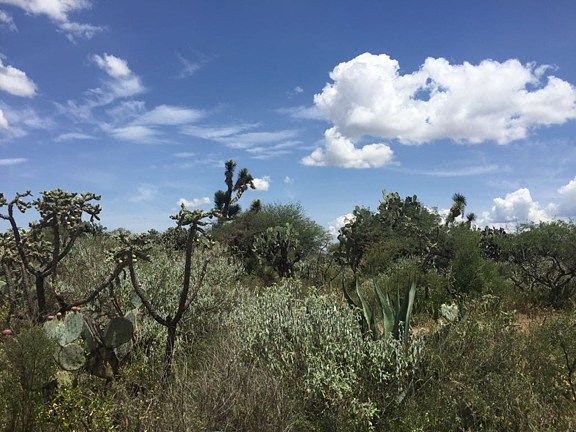 Terreno en Venta - San Luis de la Paz - TE214 - foto 3