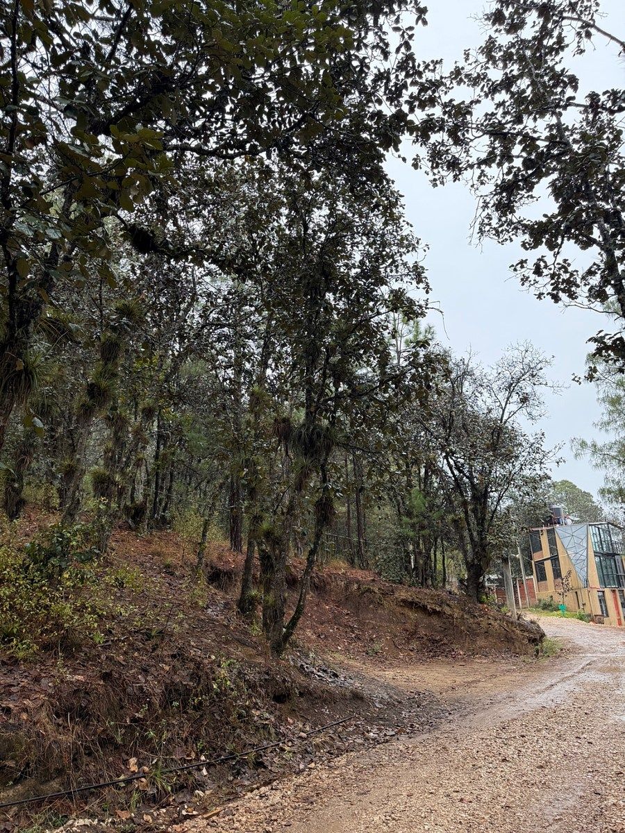 TERRENO EN VENTA UBICADO EN ALCANFORES