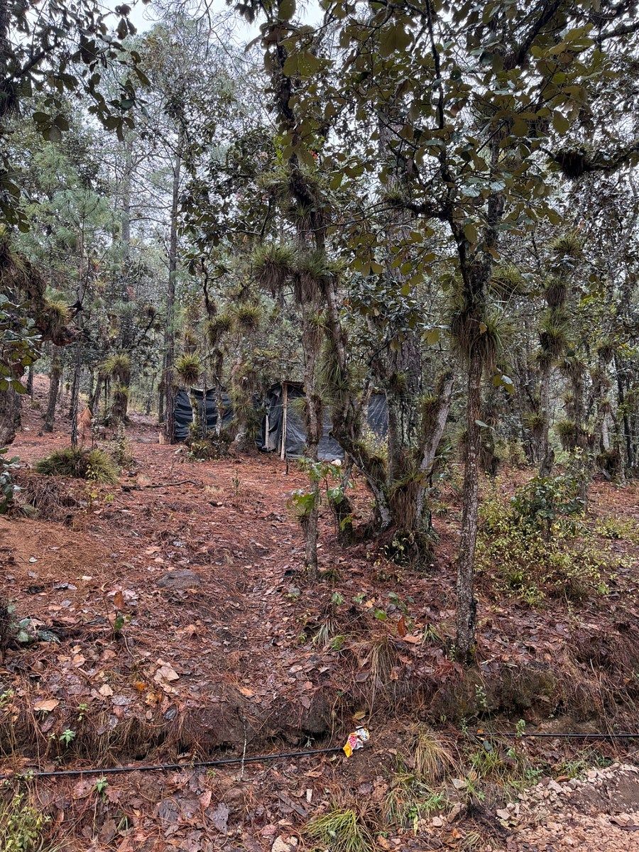 TERRENO EN VENTA UBICADO EN ALCANFORES - foto 2