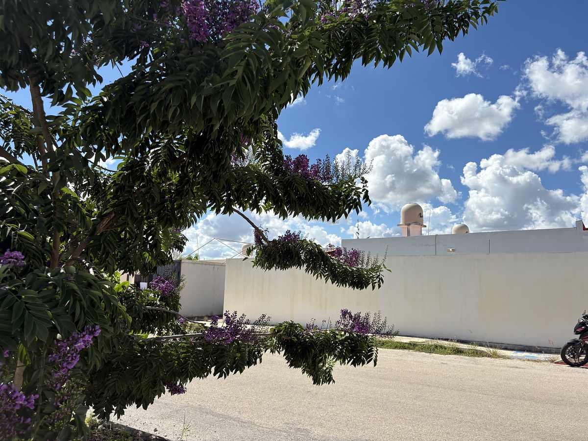 8 de 15: Barda perimetral de la propiedad