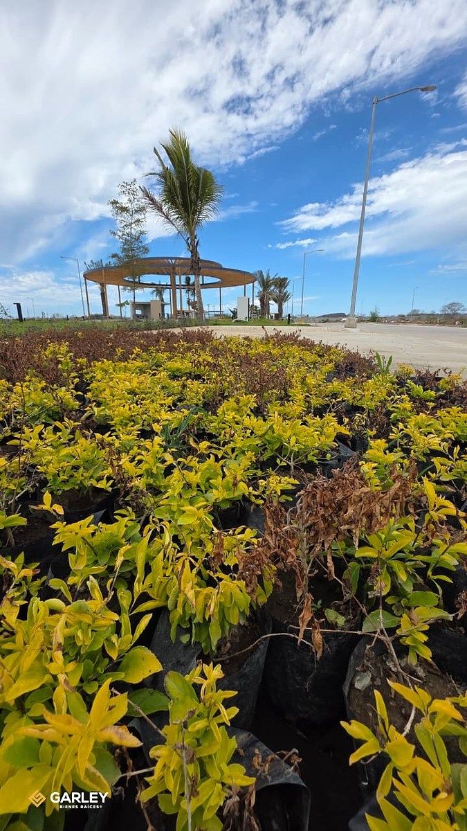 Terreno en Real del Valle, Mazatlán, foto 9 de 15