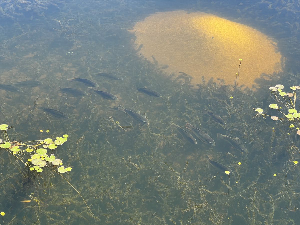 47 de 50: Lago casa club