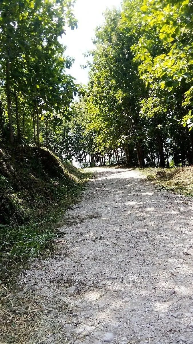 Finca con Plantación de Teca en Venta en Alta Verapaz | Inversión Forestal, foto 1 de 11