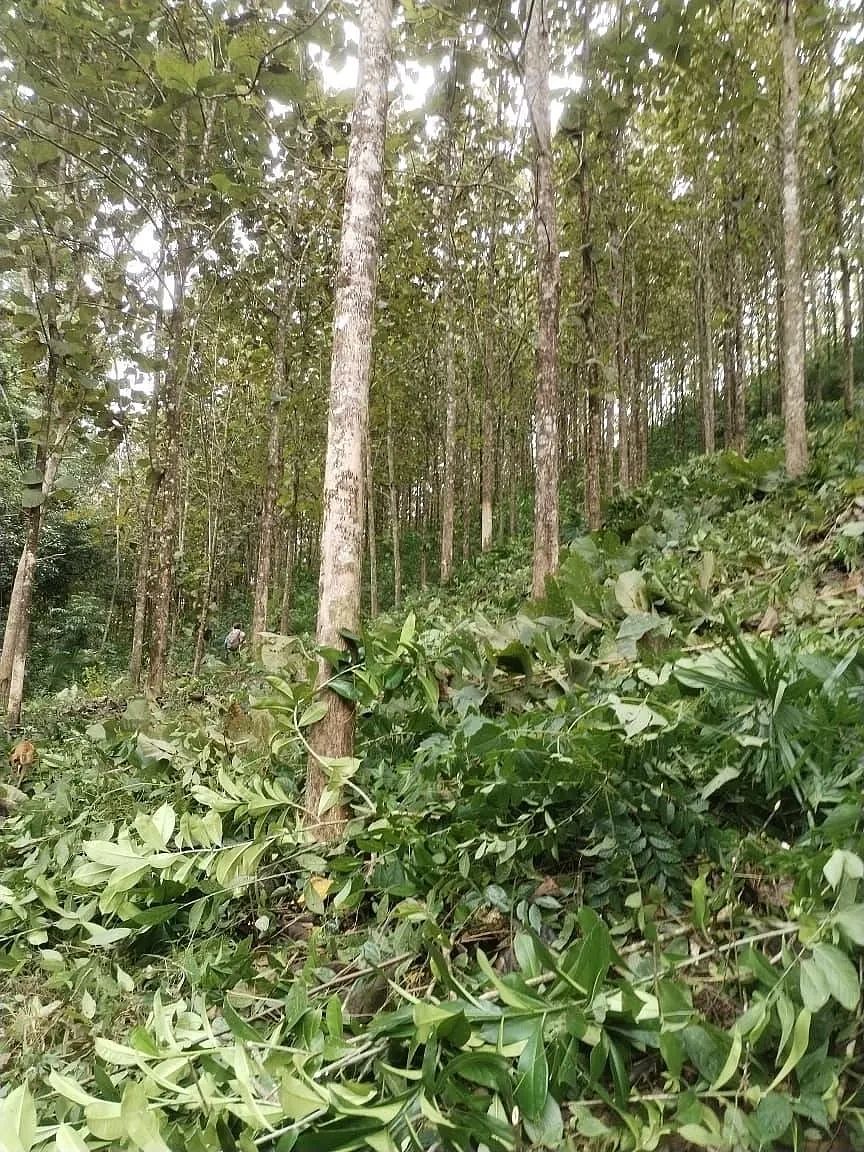 Finca en Chahal, foto 5 de 11