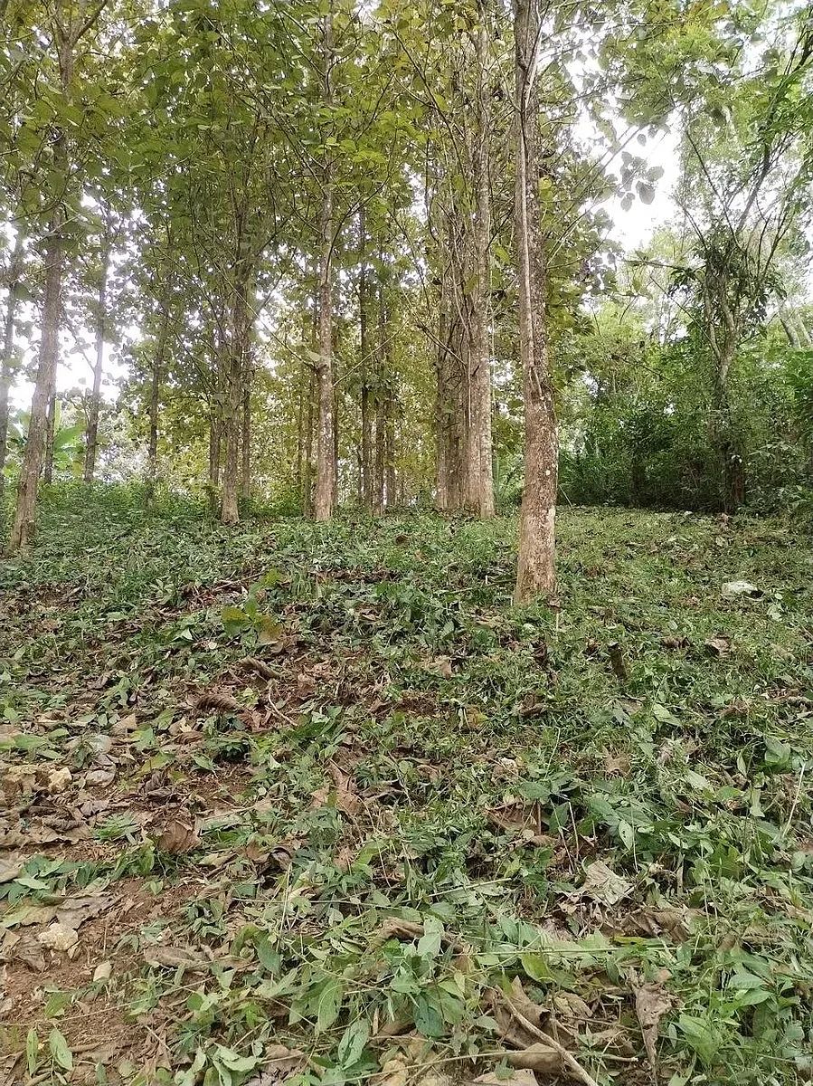 Finca en Chahal, foto 8 de 11
