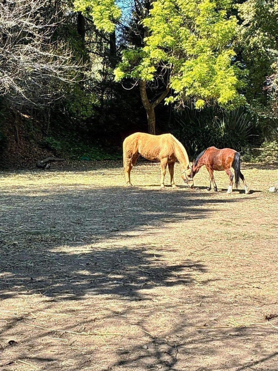 DESIERTO DE LOS LEONES, Residencia inserta en un oasis dentro de la CDMX, foto 1 de 45