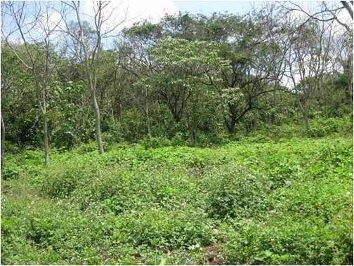 VENTA TERRENO CERCA DE CORDOBA, VERACRUZ - foto 2