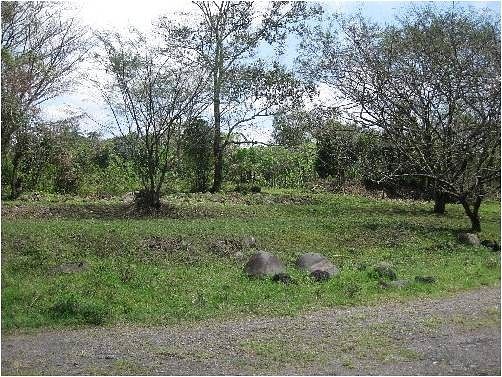 VENTA TERRENO CERCA DE CORDOBA, VERACRUZ - foto 3