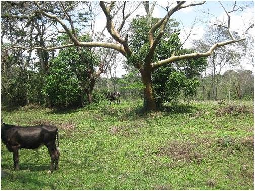 VENTA TERRENO CERCA DE CORDOBA, VERACRUZ - foto 5