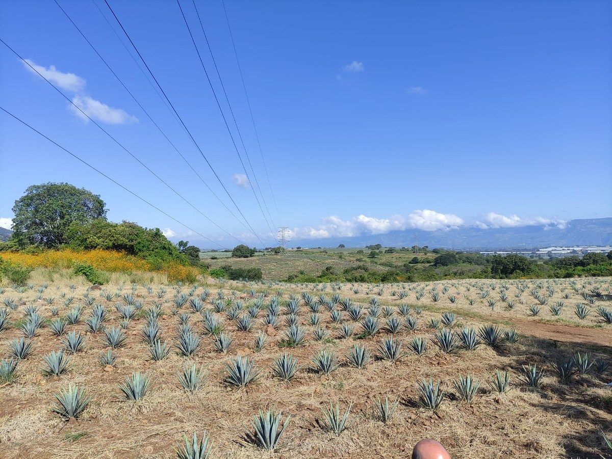 LAND FOR SALE in Amatitan, next to Los Gallos Garden - foto 4