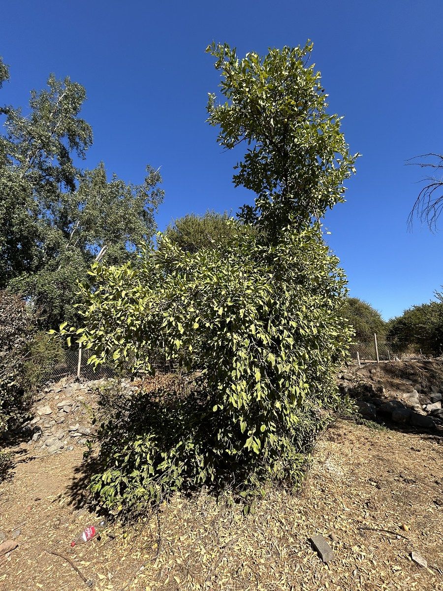 5 de 34
