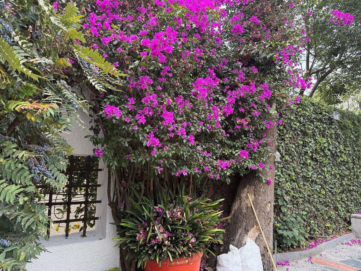Excelente Casa en 1 planta en San Ángel, foto 1 de 19