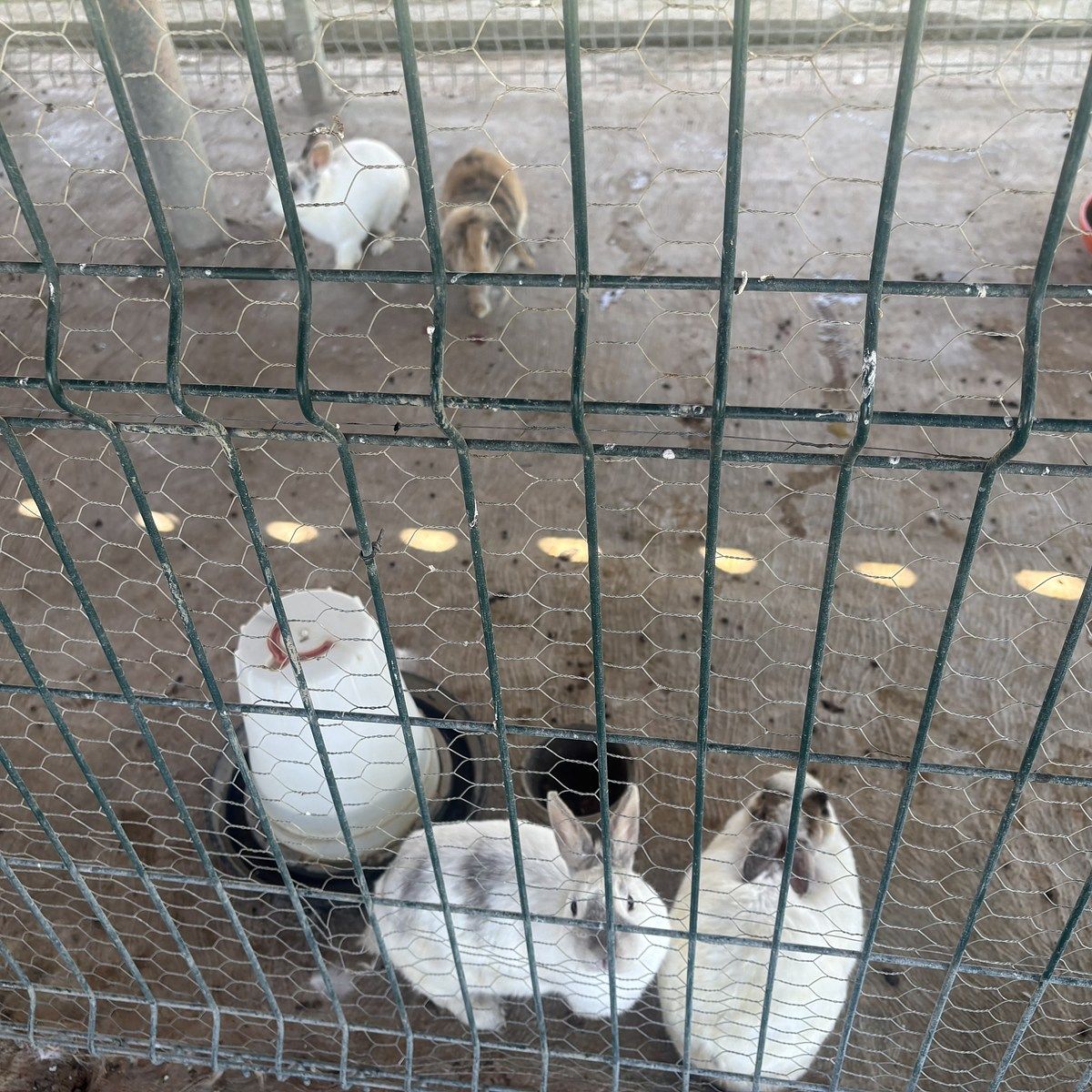 3 of 32: Granja con Conejos