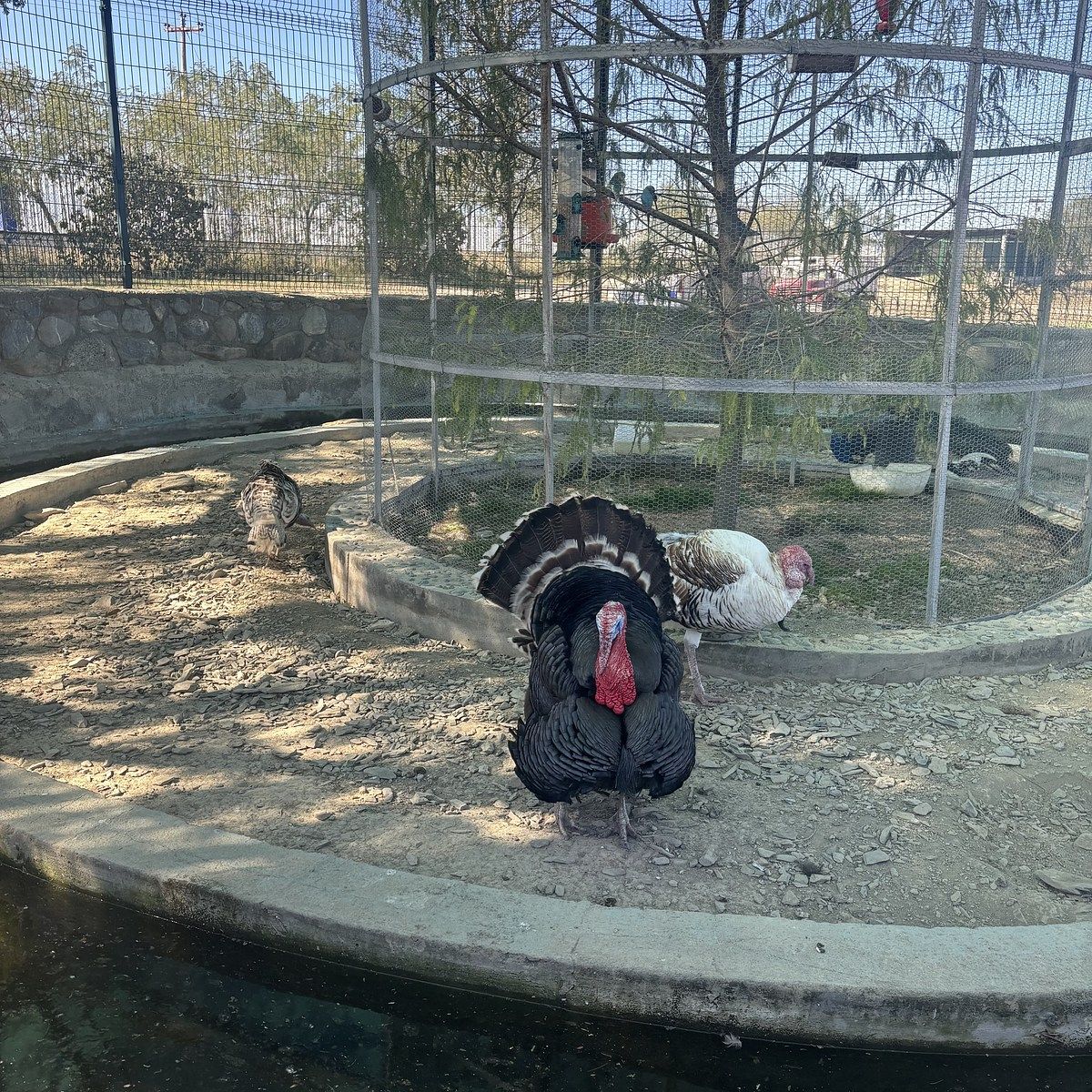 5 of 32: Granja Aves