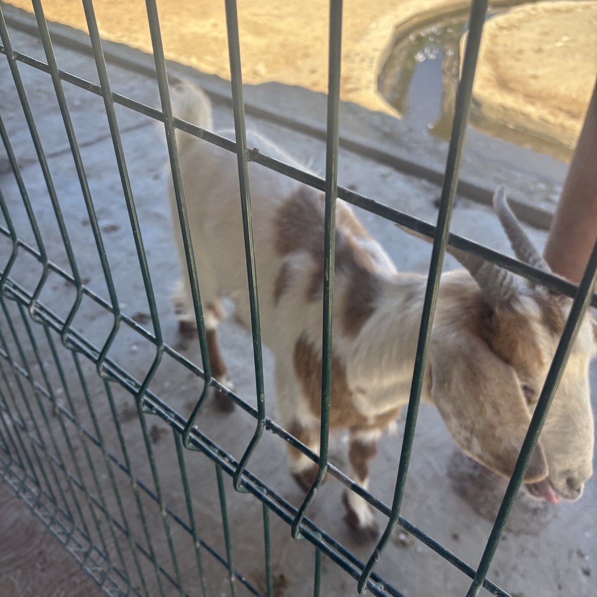 7 of 32: Granja Cabras