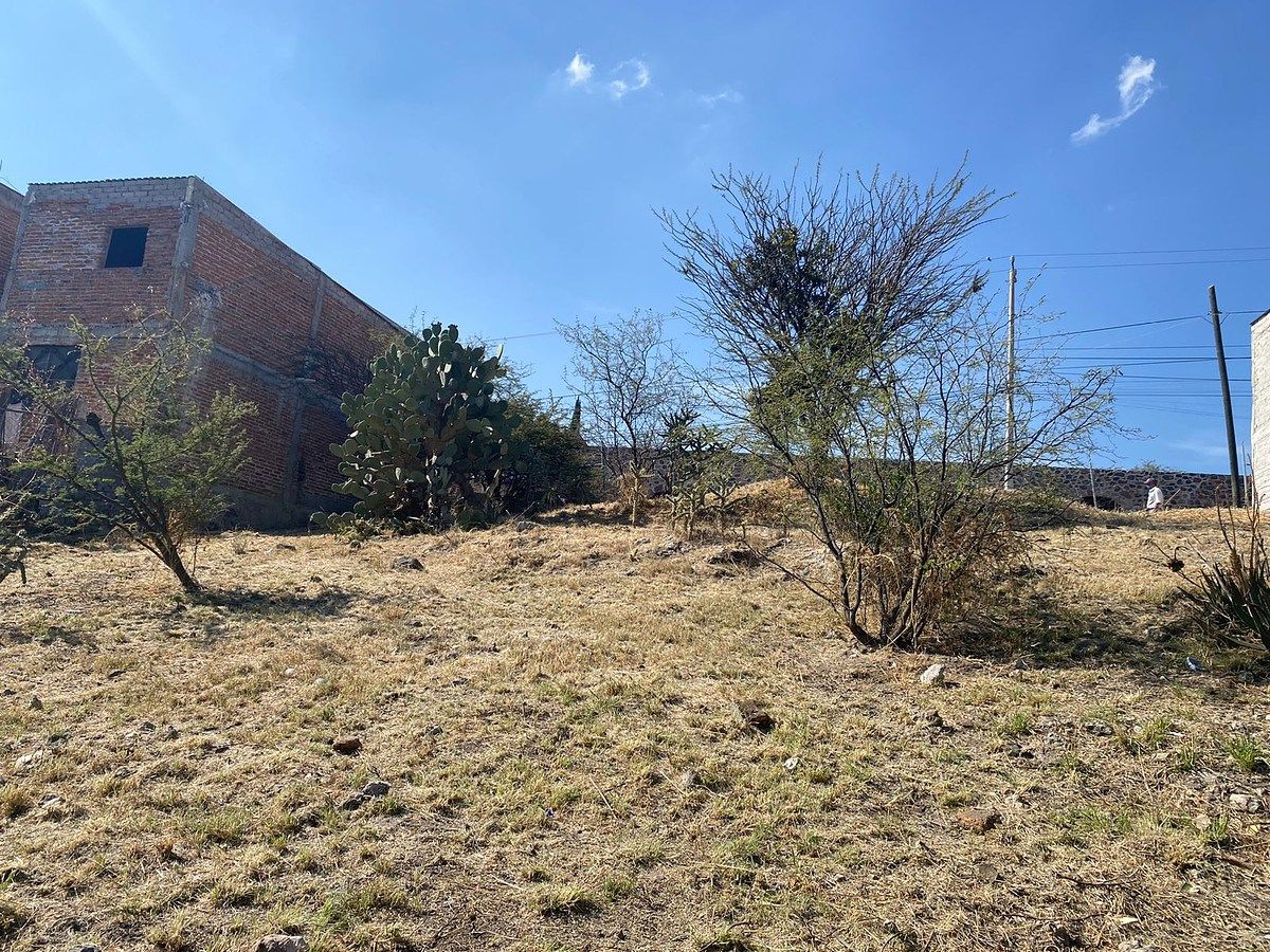 4 of 8: Dentro del terreno  cuenta con arboles y plantas nativas.