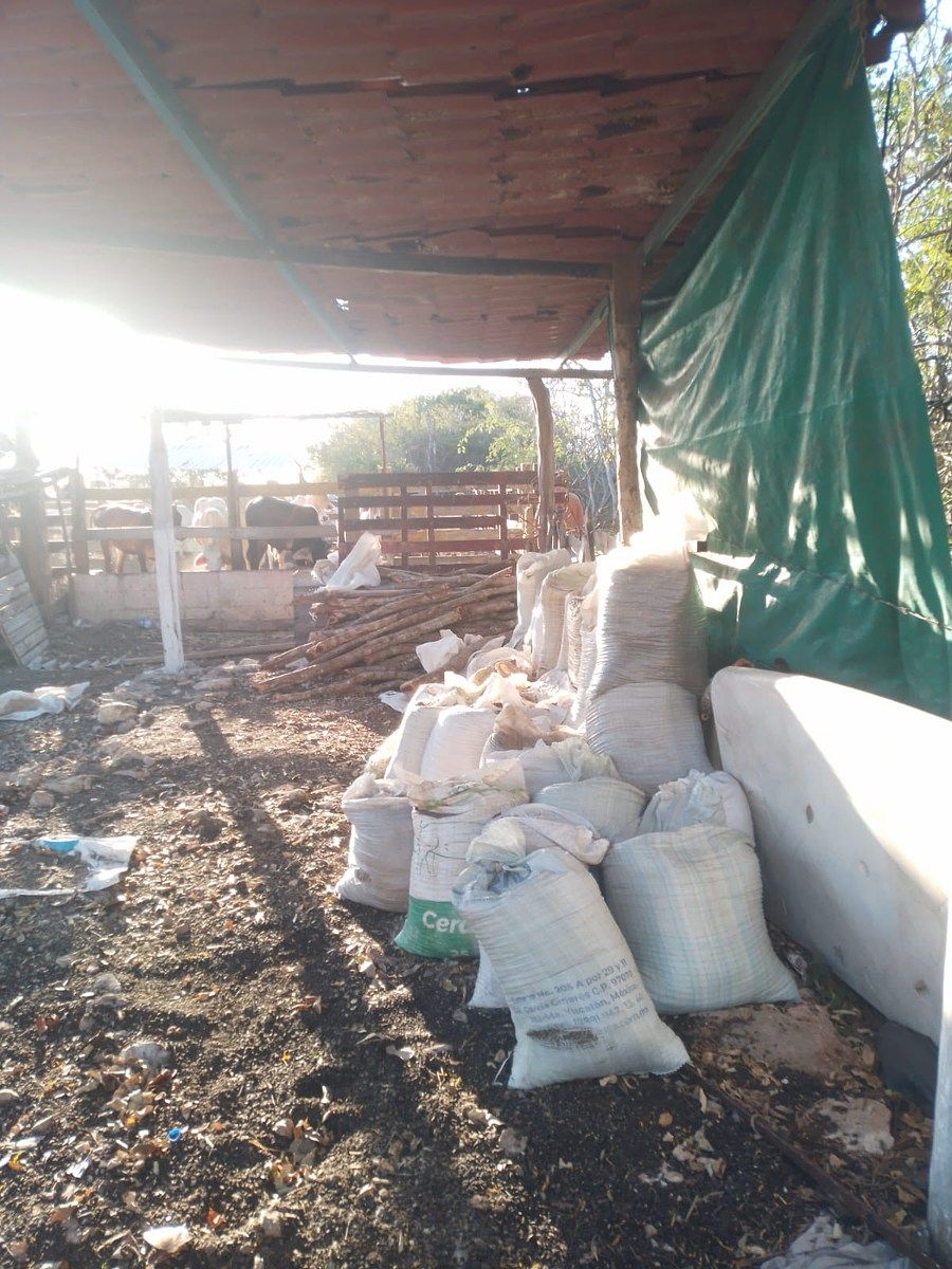 16 de 16: Almacenamiento de pollinaza para alimento del ganado