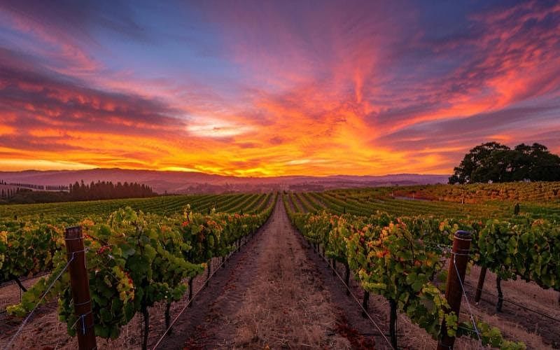 🍇 Oportunidad Única de Inversión en el Corazón del Valle de Guadalupe