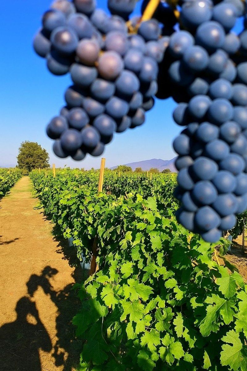 Otro en Valle de Guadalupe, Ensenada, foto 7 de 19