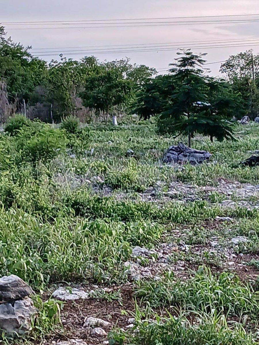 HECTARES EM KINCHIL, foto 1 de 4