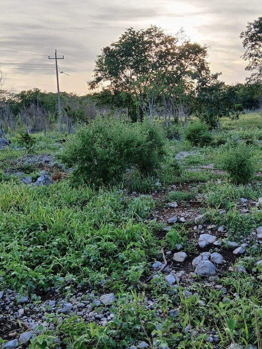 Lote em Kinchil, Kinchil, foto 2 de 4