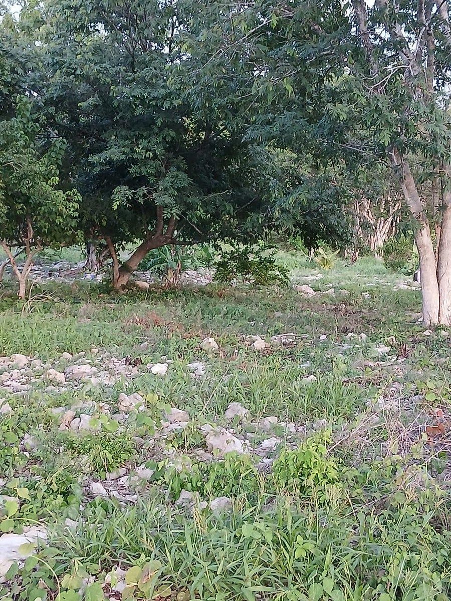 Lote em Kinchil, Kinchil, foto 3 de 4