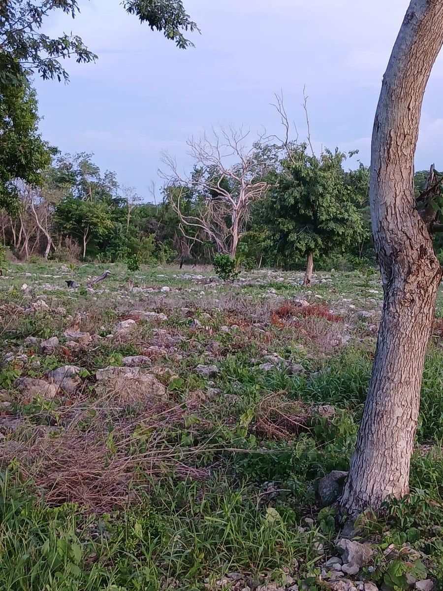 Lote em Kinchil, Kinchil, foto 4 de 4