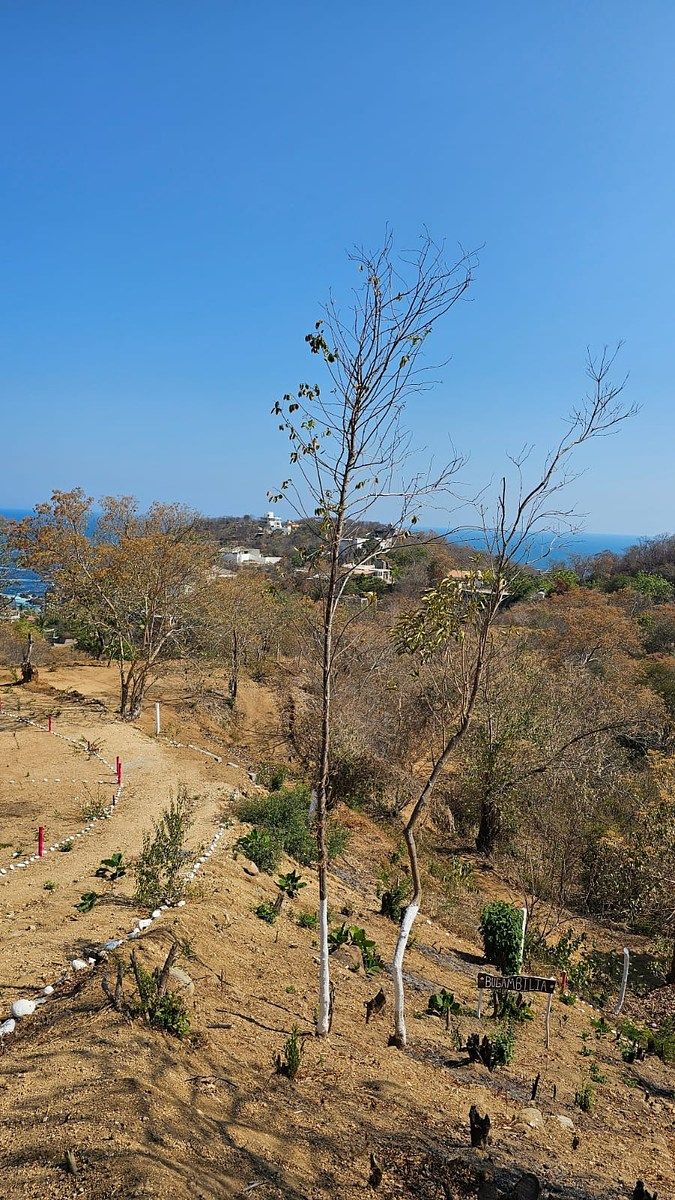 Terreno en La Mina, San Pedro Pochutla, foto 2 de 13
