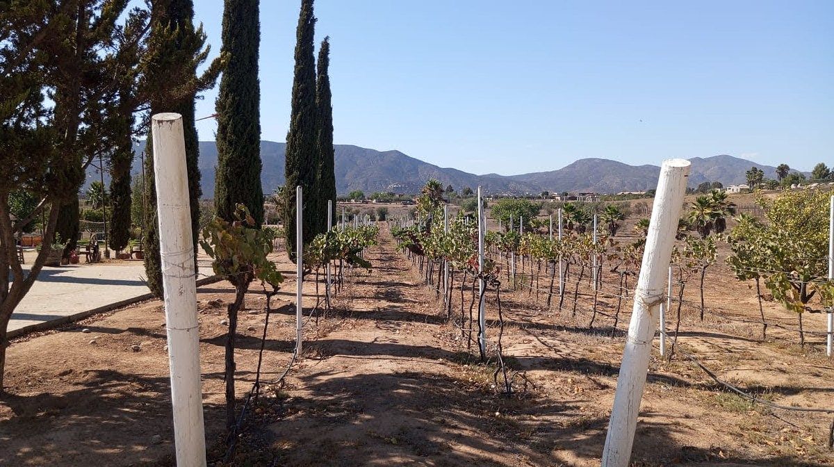 Terreno en Venta en Valle de Guadalupe Viña San José
