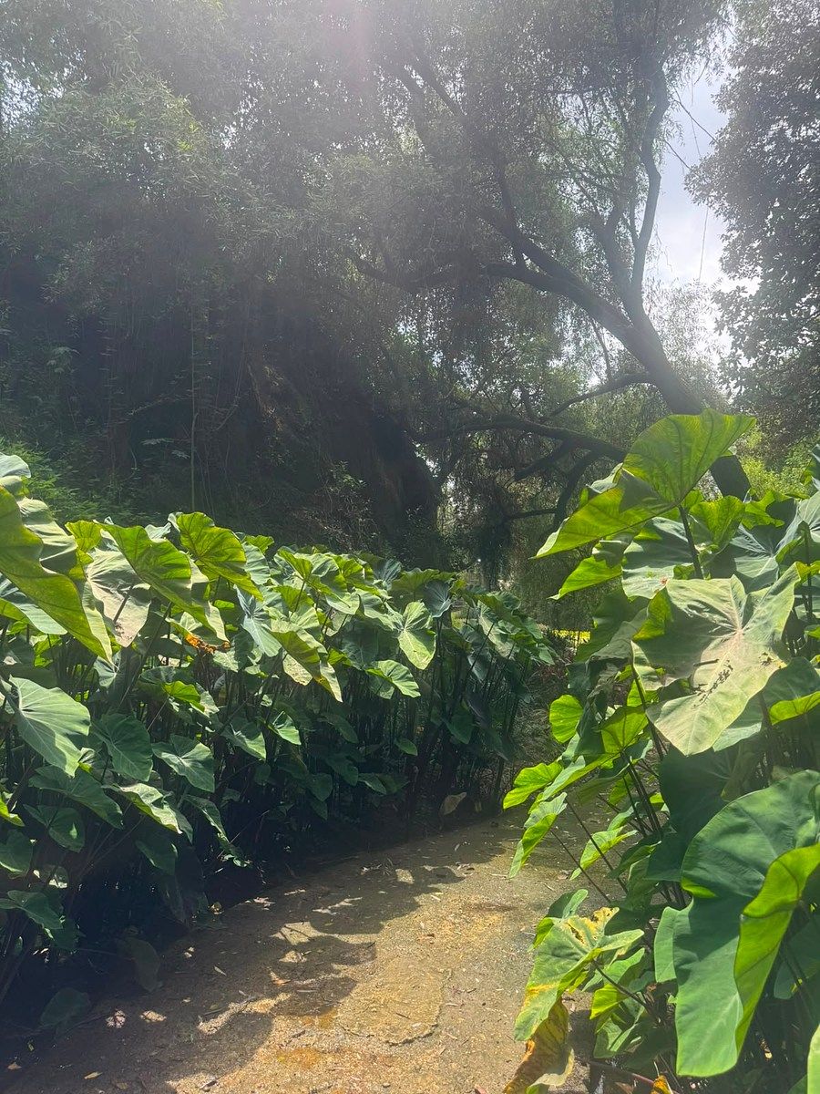 Lot in Royal Country, Zapopan, photo 25 of 47