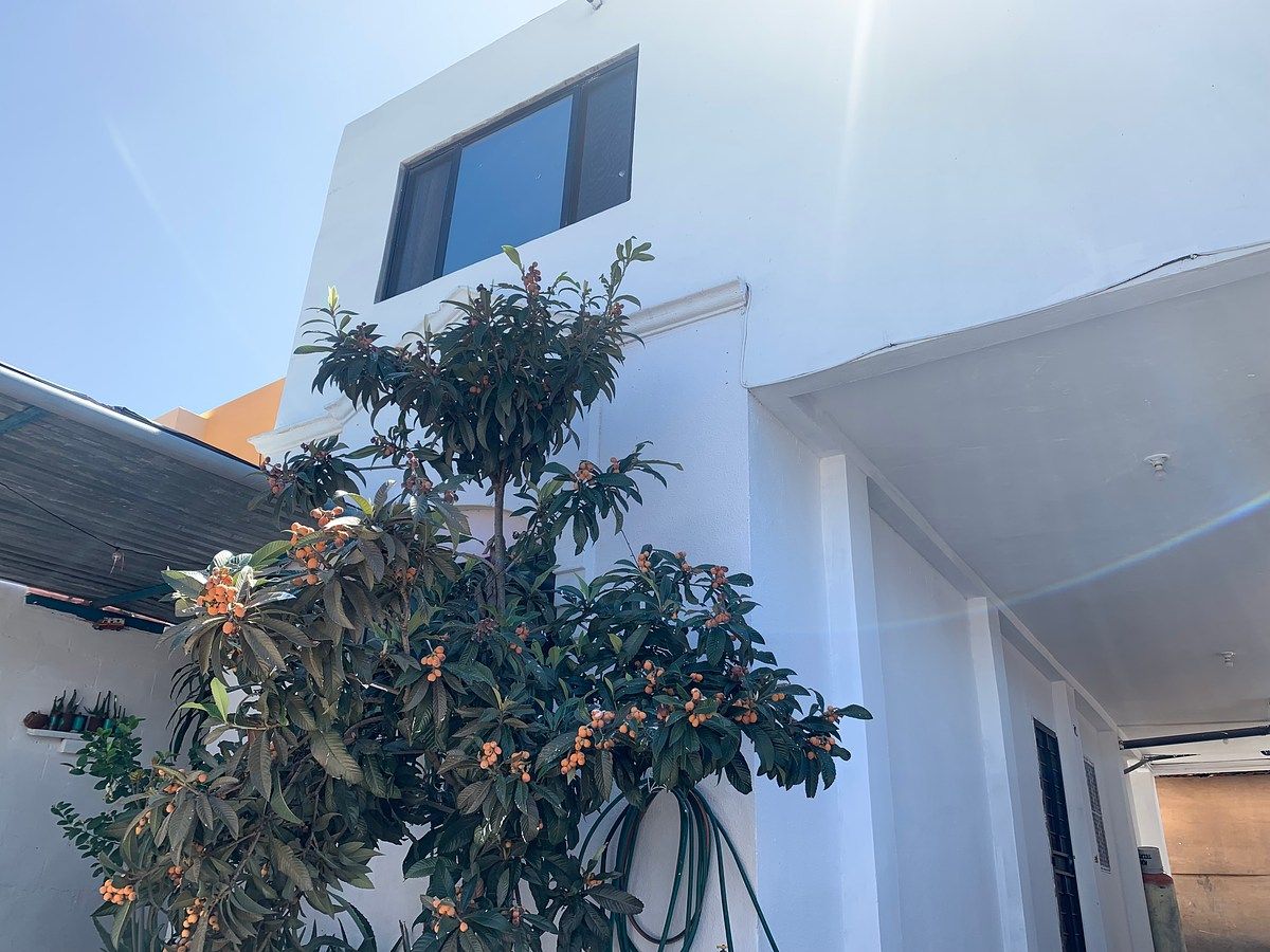 2 of 17: Fachada con árbol de níspero Japonés.