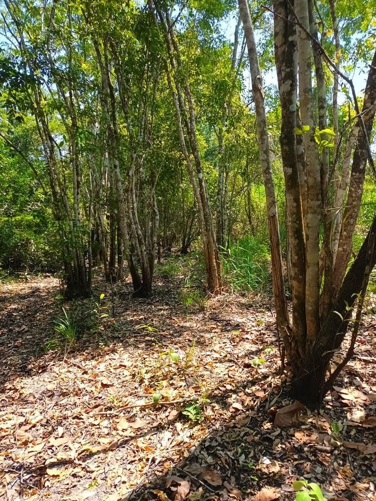 Finca en San Andrés, foto 2 de 10