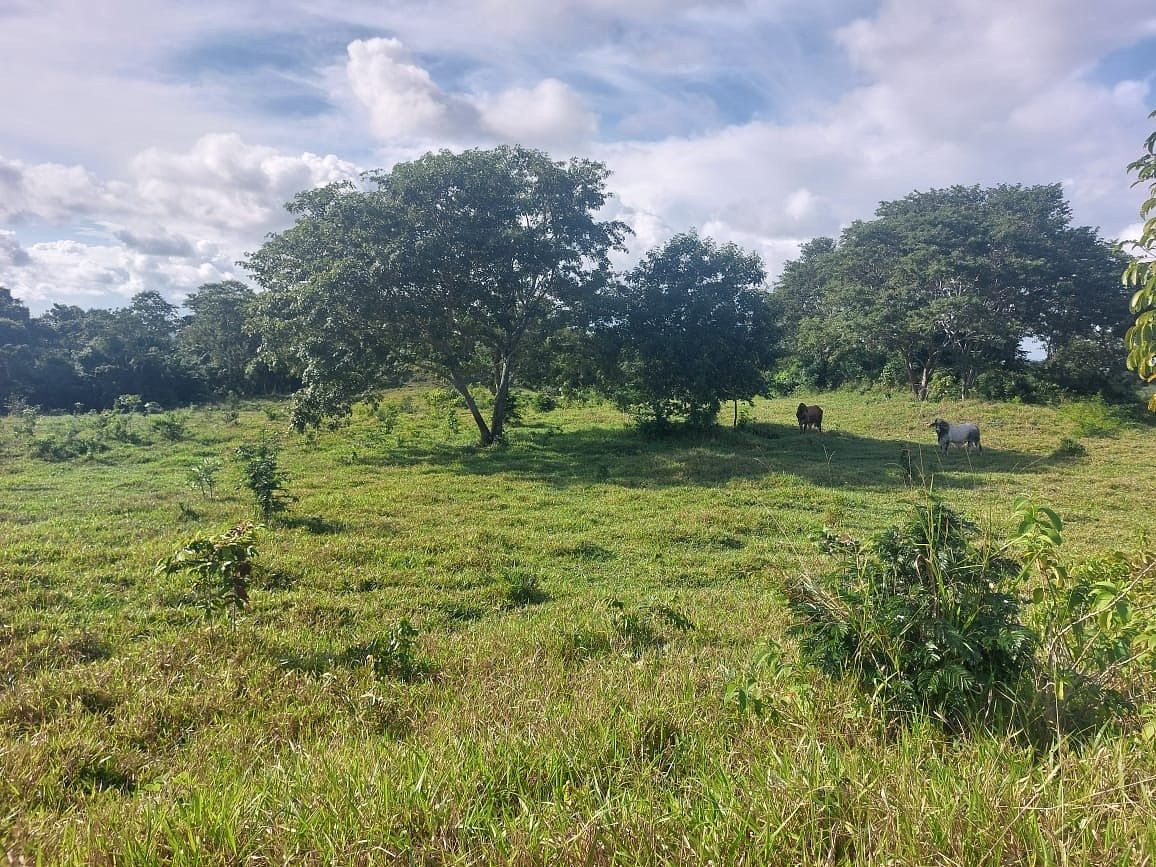 Finca en San Andrés, foto 10 de 12