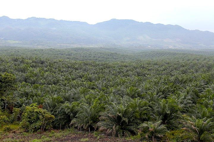 FINCA DE 45 CABALLERÍAS DE PALMA AFRICANA EN VENTA | SAYAXCHÉ, CERCA DEL CASCO M