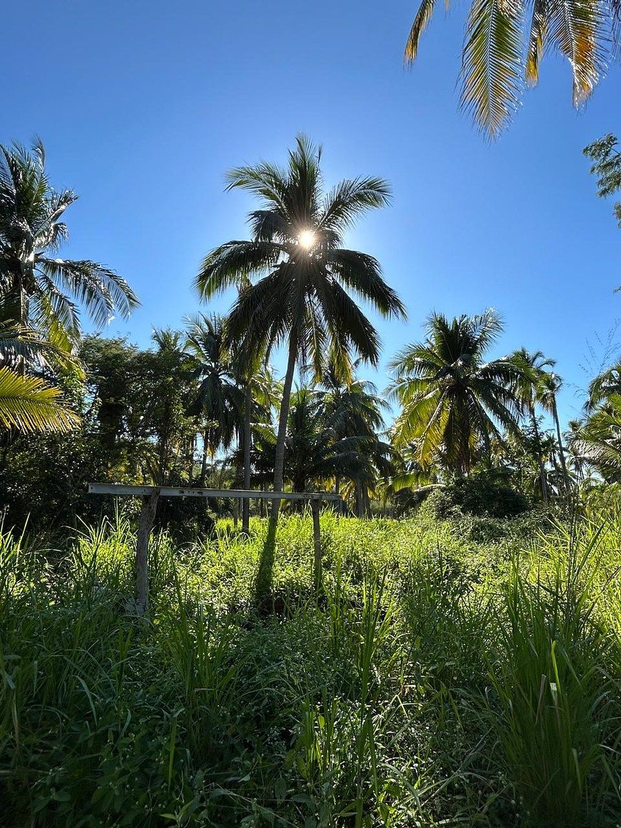 Huerta en Nuevo, Petatlán, foto 9 de 10