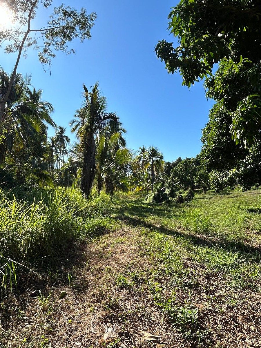 Huerta en Nuevo, Petatlán, foto 10 de 10