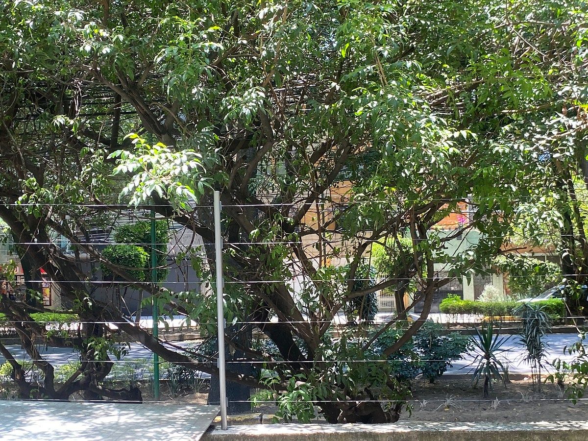 7 of 25: Calle arbolada