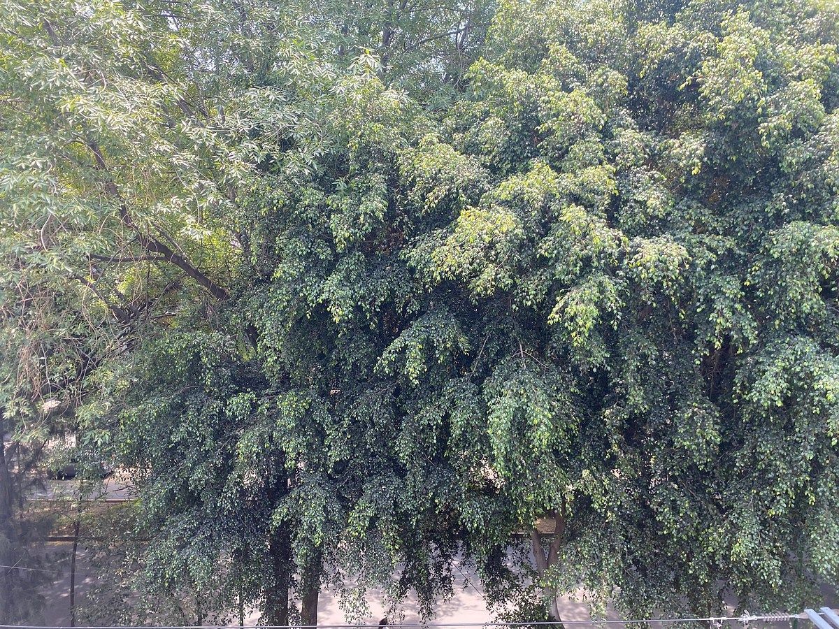 25 of 25: Roof-garden vista hacia la calle