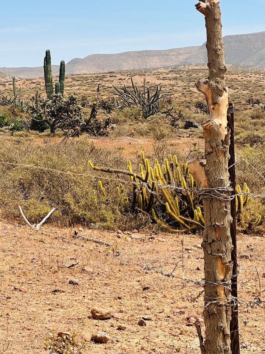 Terreno en El Rosario de Arriba, San Quintín, foto 2 de 4