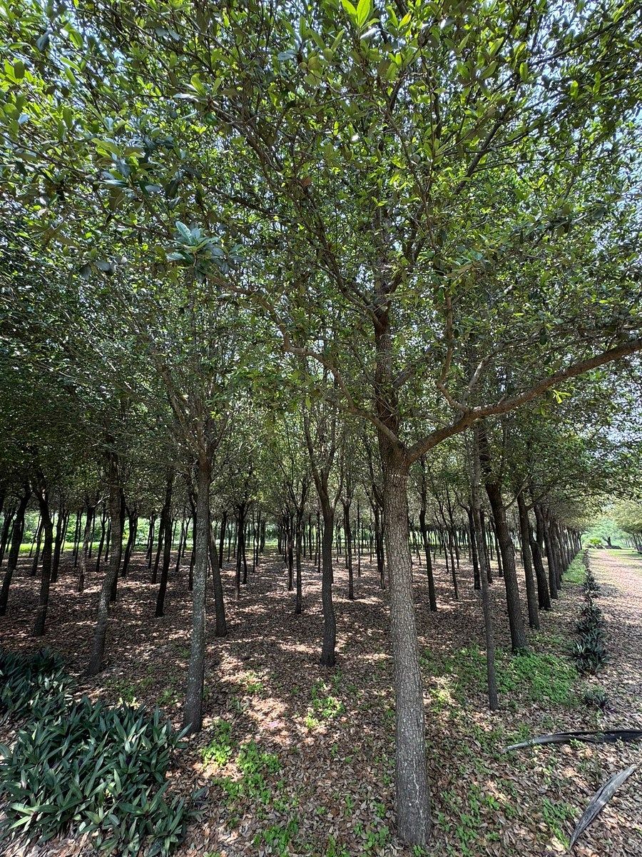 Lote em San Antonio, Juárez, foto 4 de 16