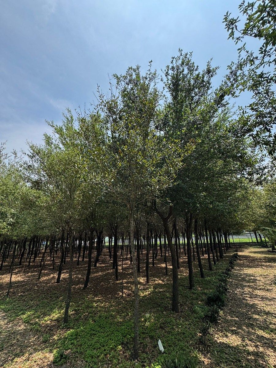Lote em San Antonio, Juárez, foto 5 de 16