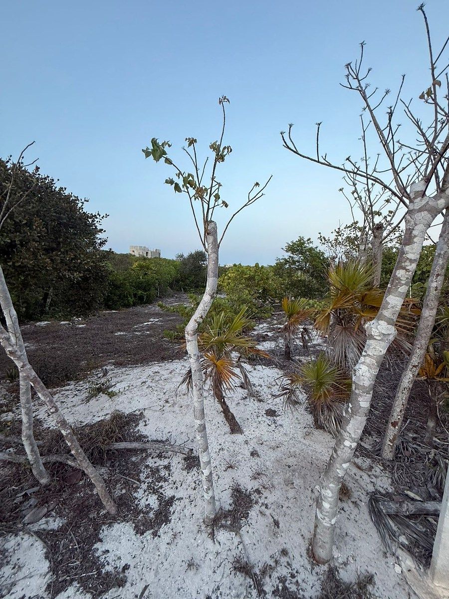 Terreno en Venta en la Playa en el Kilómetro 23 en San Benito, Yucatán - foto 3
