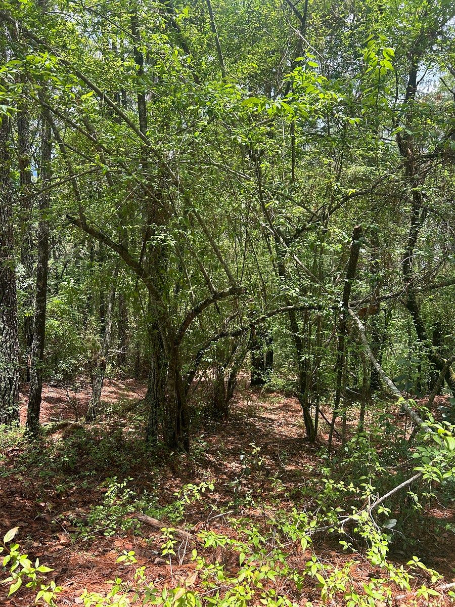 Terreno en Corral de Piedra, San Cristóbal de Las Casas, foto 13 de 19