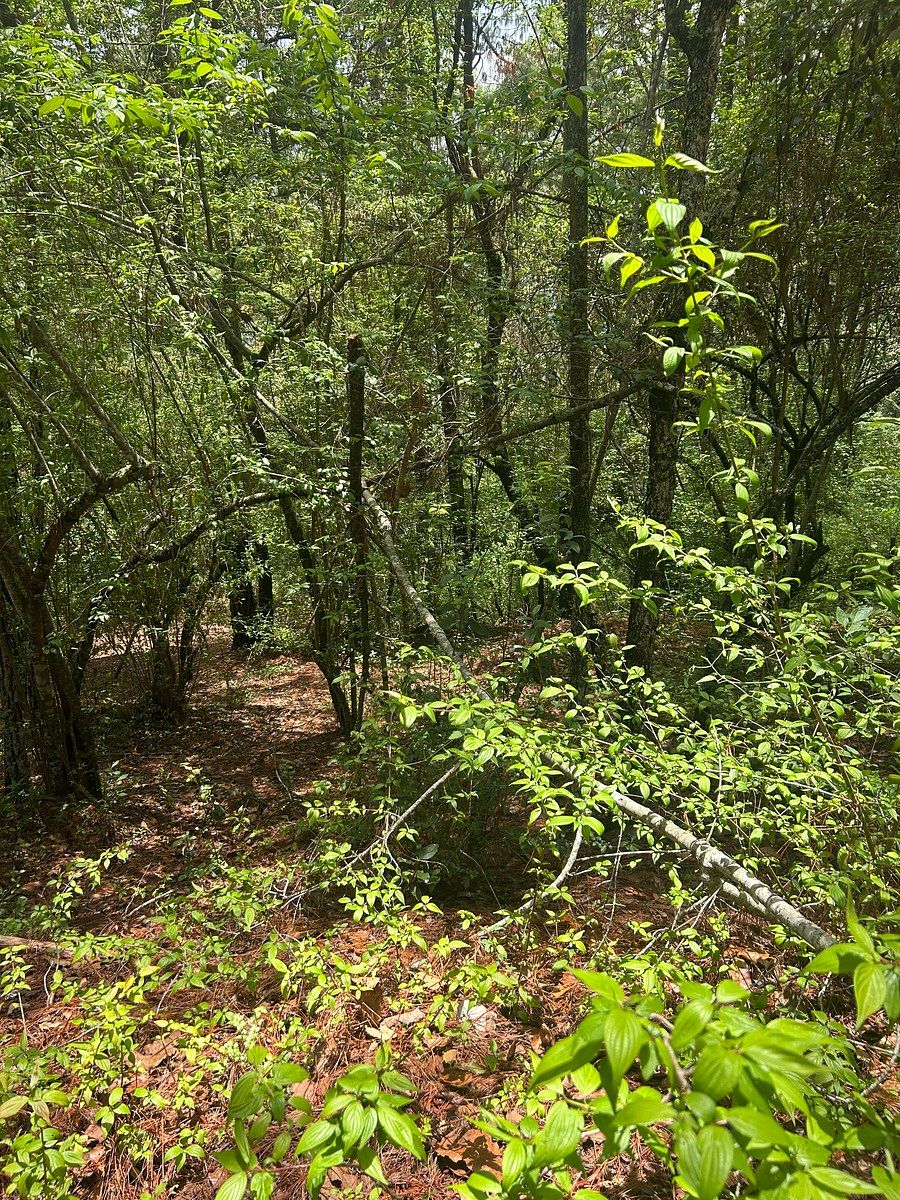 Terreno en Corral de Piedra, San Cristóbal de Las Casas, foto 14 de 19