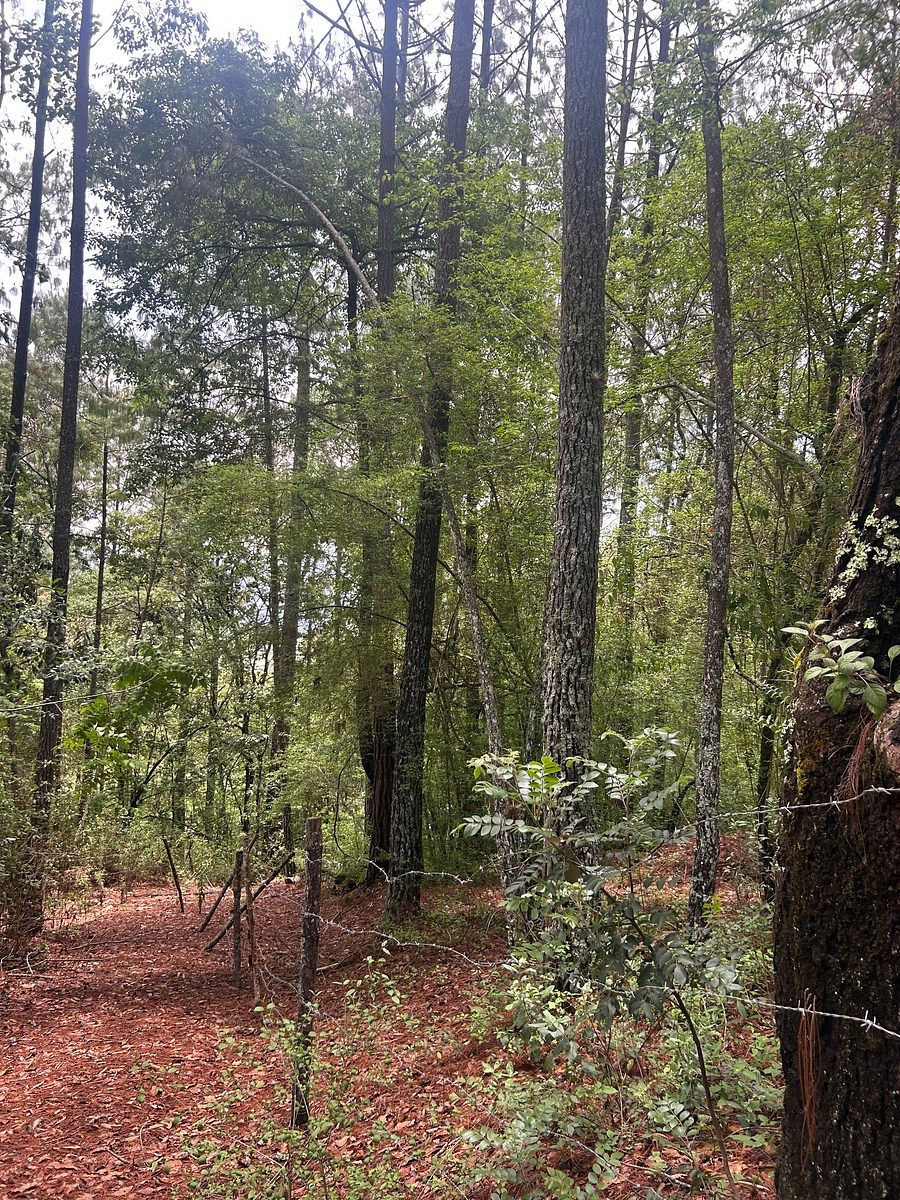Terreno en Corral de Piedra, San Cristóbal de Las Casas, foto 15 de 19