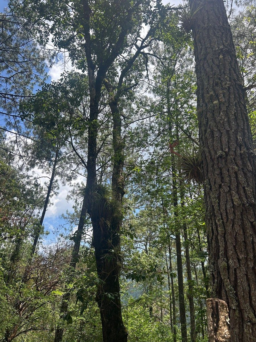 Terreno en Corral de Piedra, San Cristóbal de Las Casas, foto 17 de 19