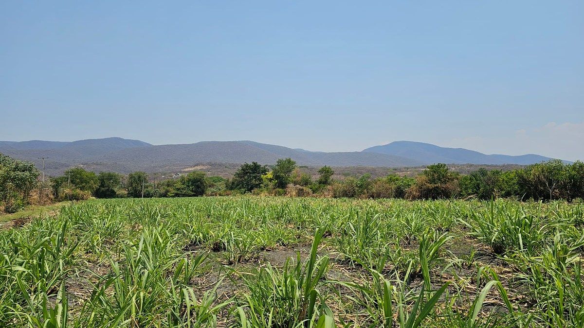 Huerta de cítricos en venta en Ticumán, Morelos,Tierra fértil con gran potencial, foto 1 de 11