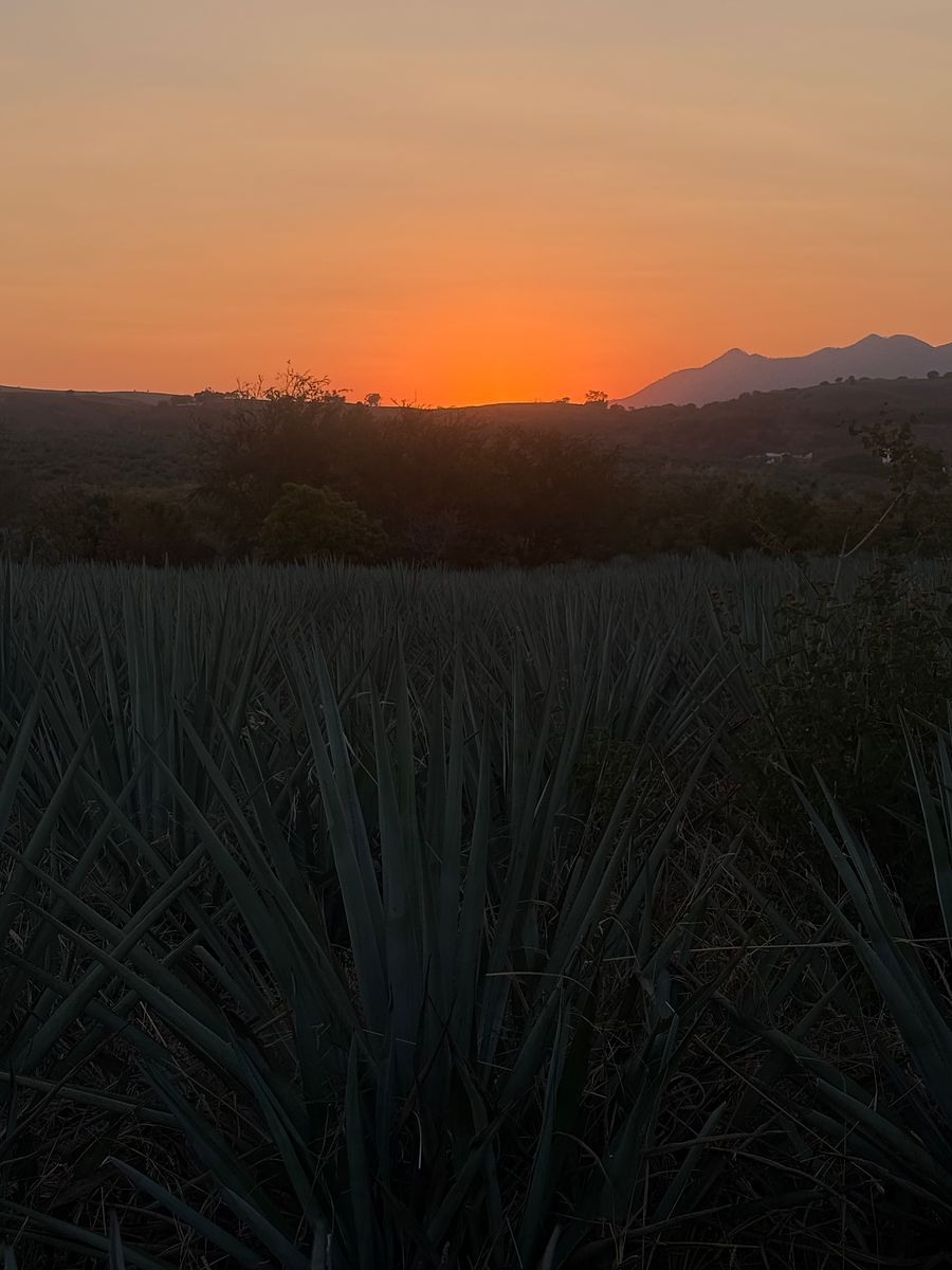Terreno en La Mula, Tequila, foto 3 de 5